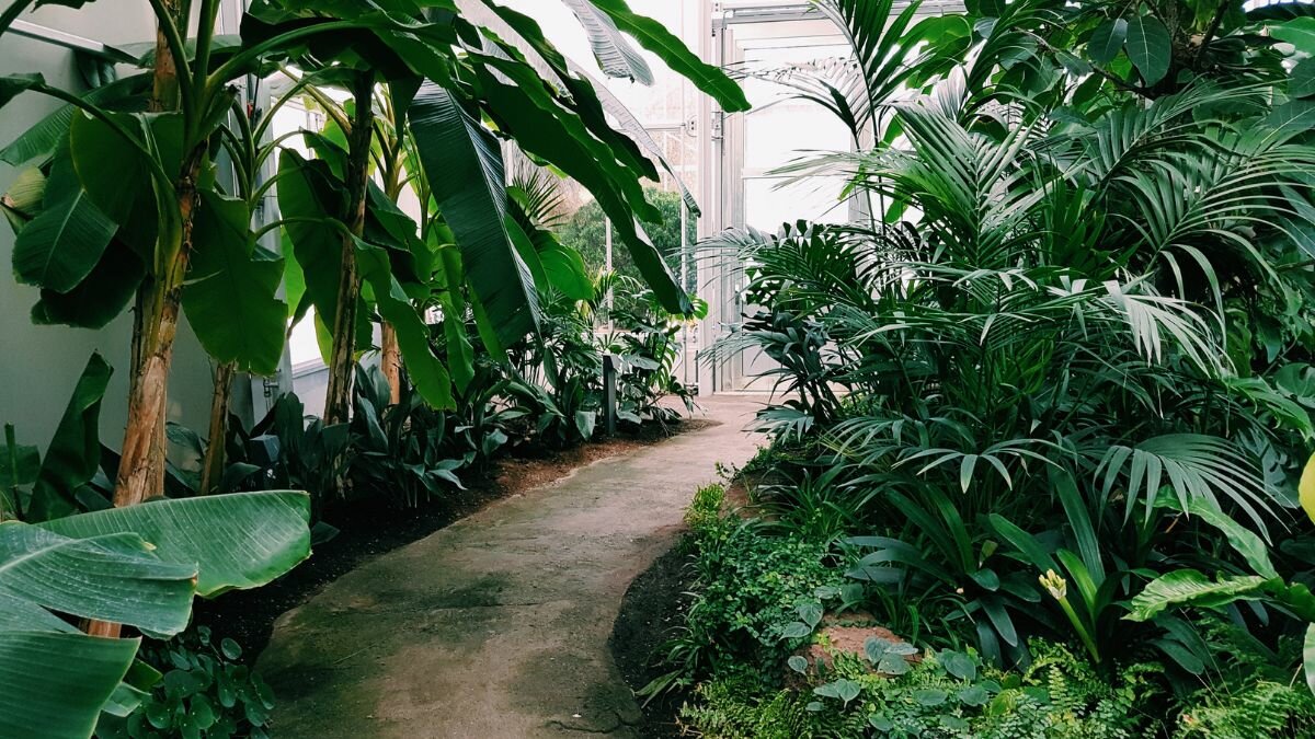 Así podrás preparar agua de riego para que tus plantas se vean sanas y hermosas