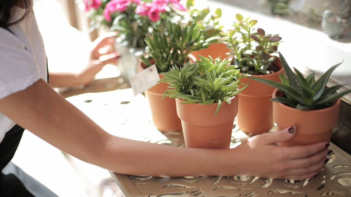 Así podrás preparar agua de riego para que tus plantas se vean sanas y hermosas