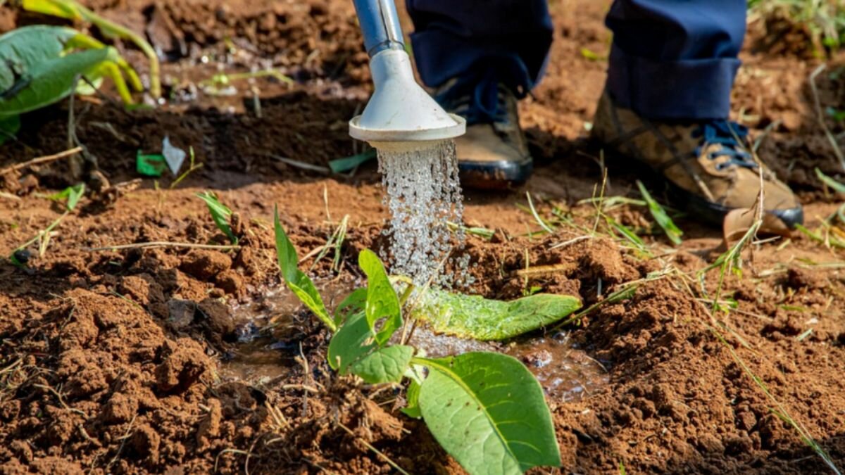 Así podrás preparar agua de riego para que tus plantas se vean sanas y hermosas