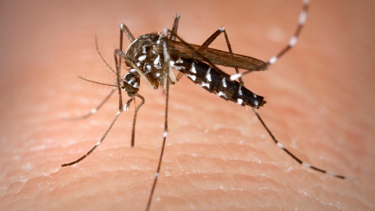 ¿Cansado de los mosquitos? Aquí te decimos como ponerles fin. (Video)
