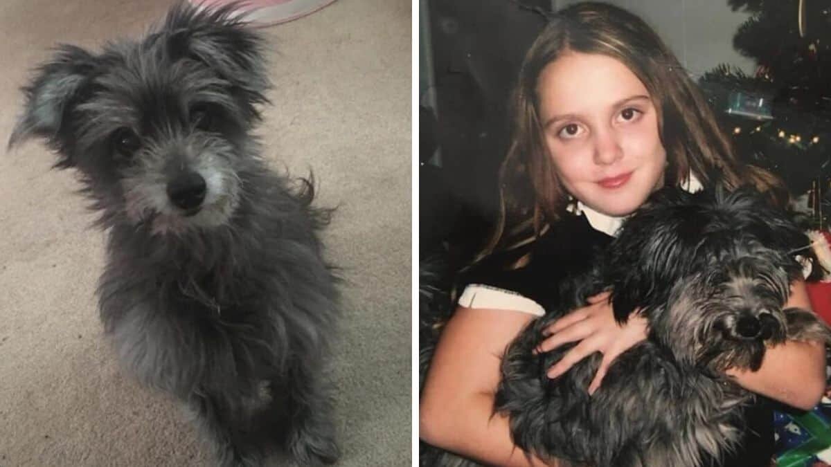 Mujer adopta a perrita adulta y descubre que es la amiga que perdió de niña