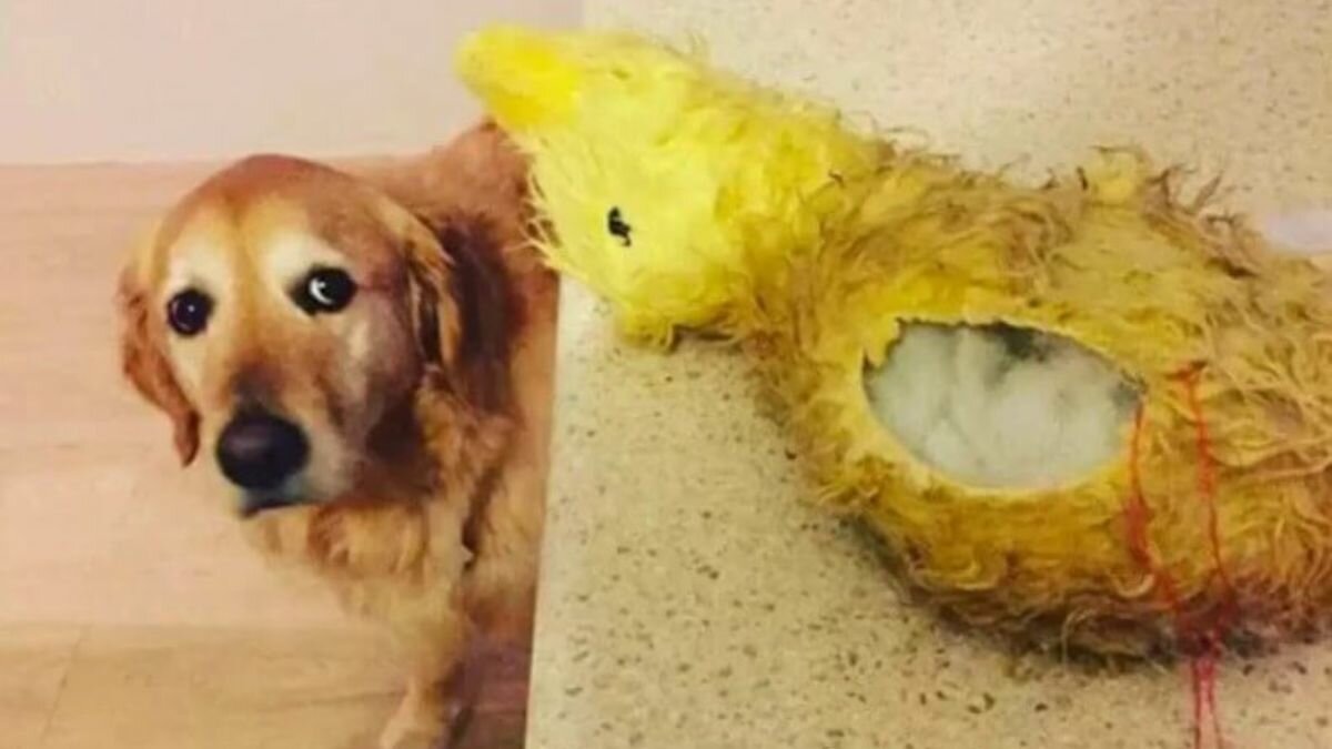 perrito enfermo se alegra al ver a su juguete con el mismo "cono de la vergüenza"
