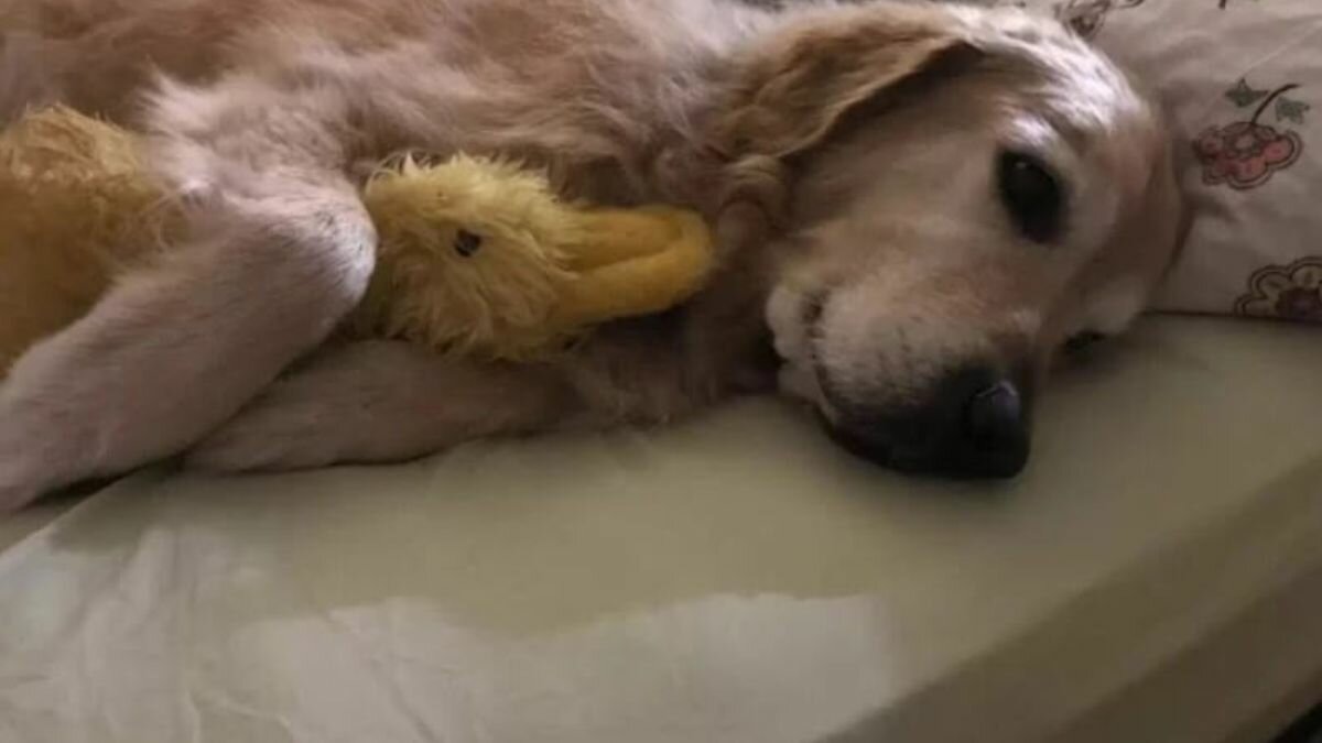 perrito enfermo se alegra al ver a su juguete con el mismo "cono de la vergüenza"