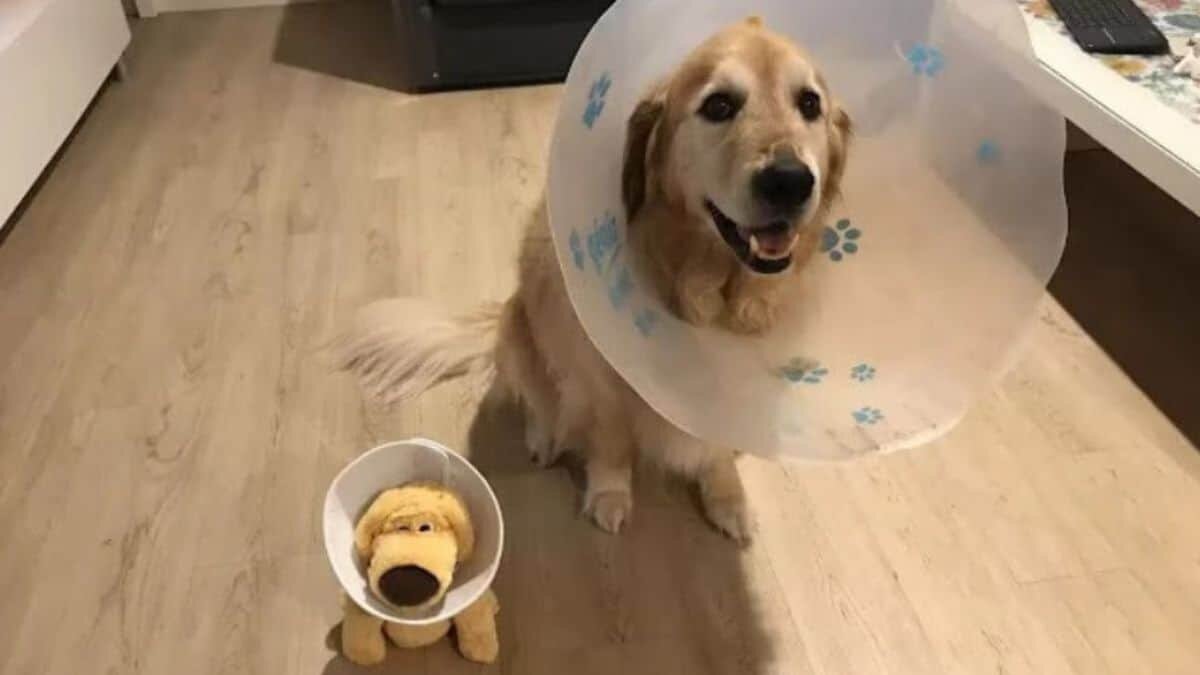 perrito enfermo se alegra al ver a su juguete con el mismo "cono de la vergüenza"