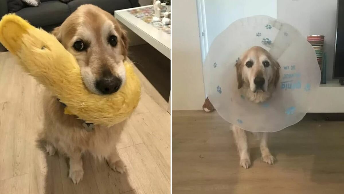 perrito enfermo se alegra al ver a su juguete con el mismo "cono de la vergüenza"