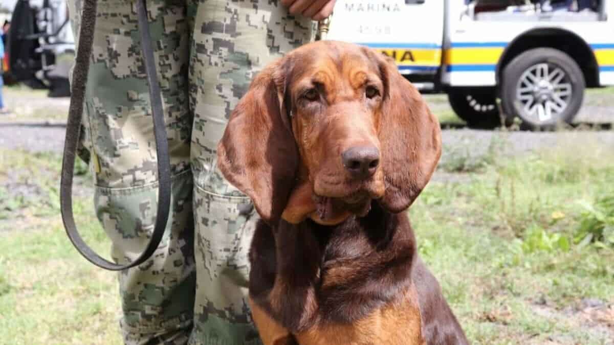 "Max" encontró a Caro Quintero para su detención