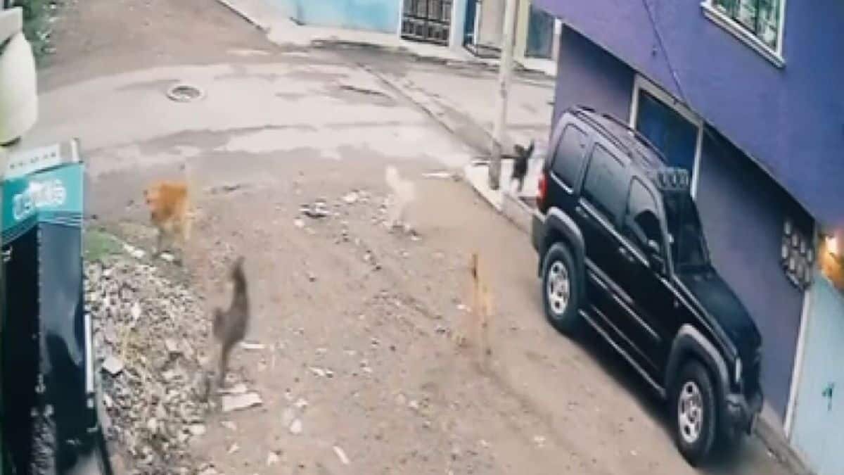Gatito defiende a su hermano de un ataque de perros