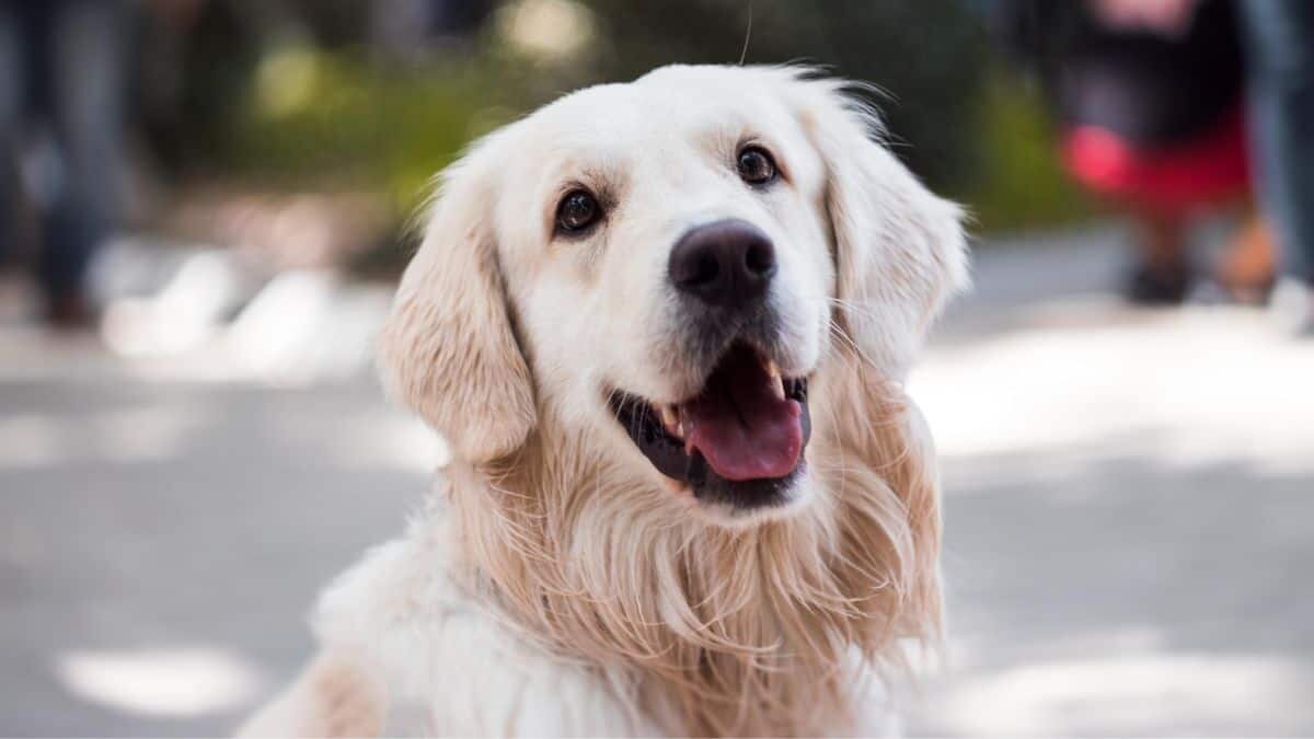 ¡Dale un abrazo a tu lomito! Este 21 de julio es Día del Perro