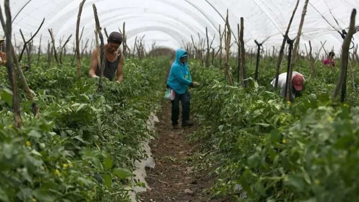 Otorgará EU 260 mil visas a trabajadores agrícolas mexicanos