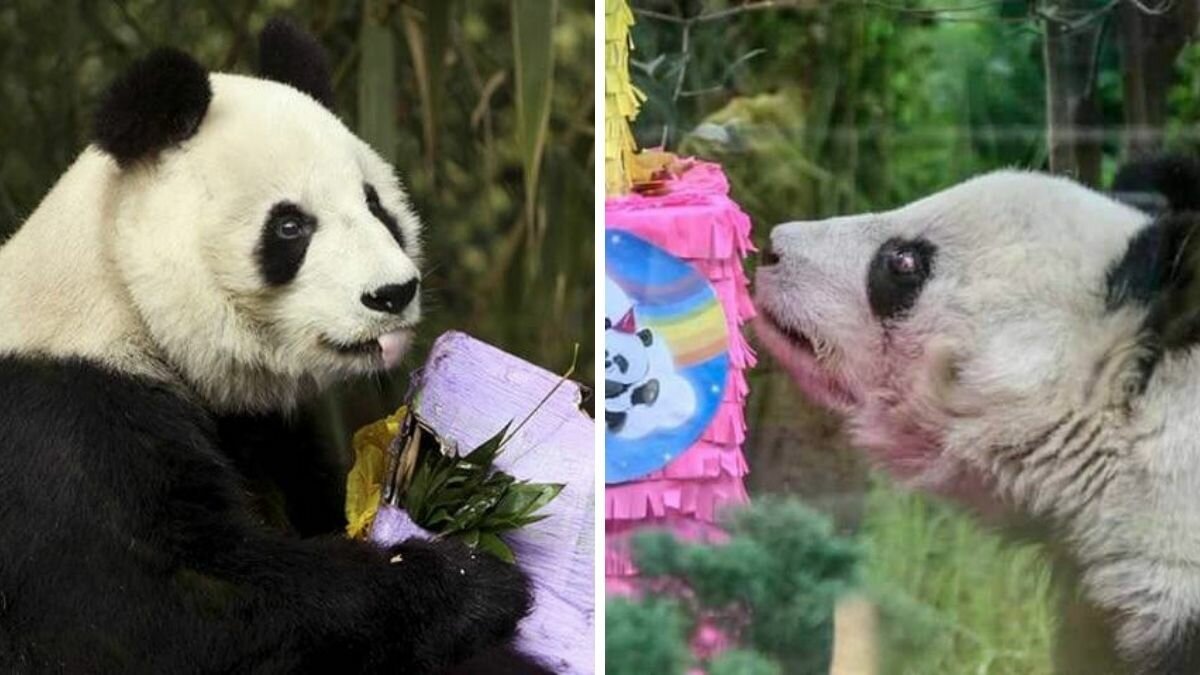 Fallece panda Shuan Shuan tras festejar su cumpleaños en Chapultepec