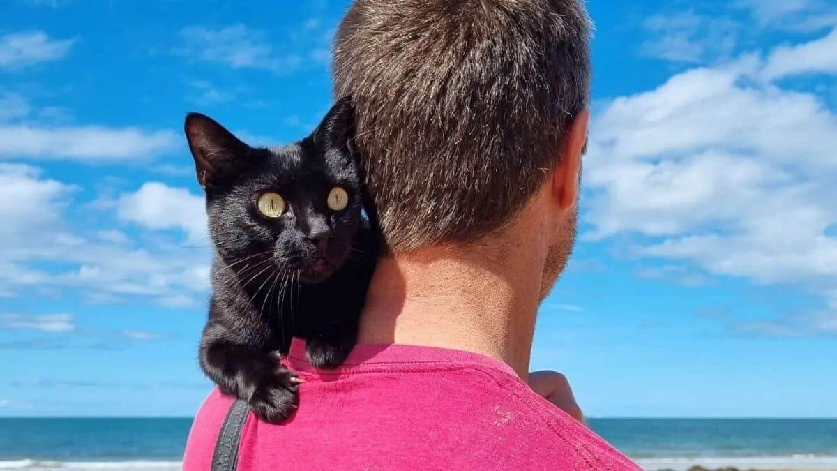 Gatito se mete al mar por primera vez
