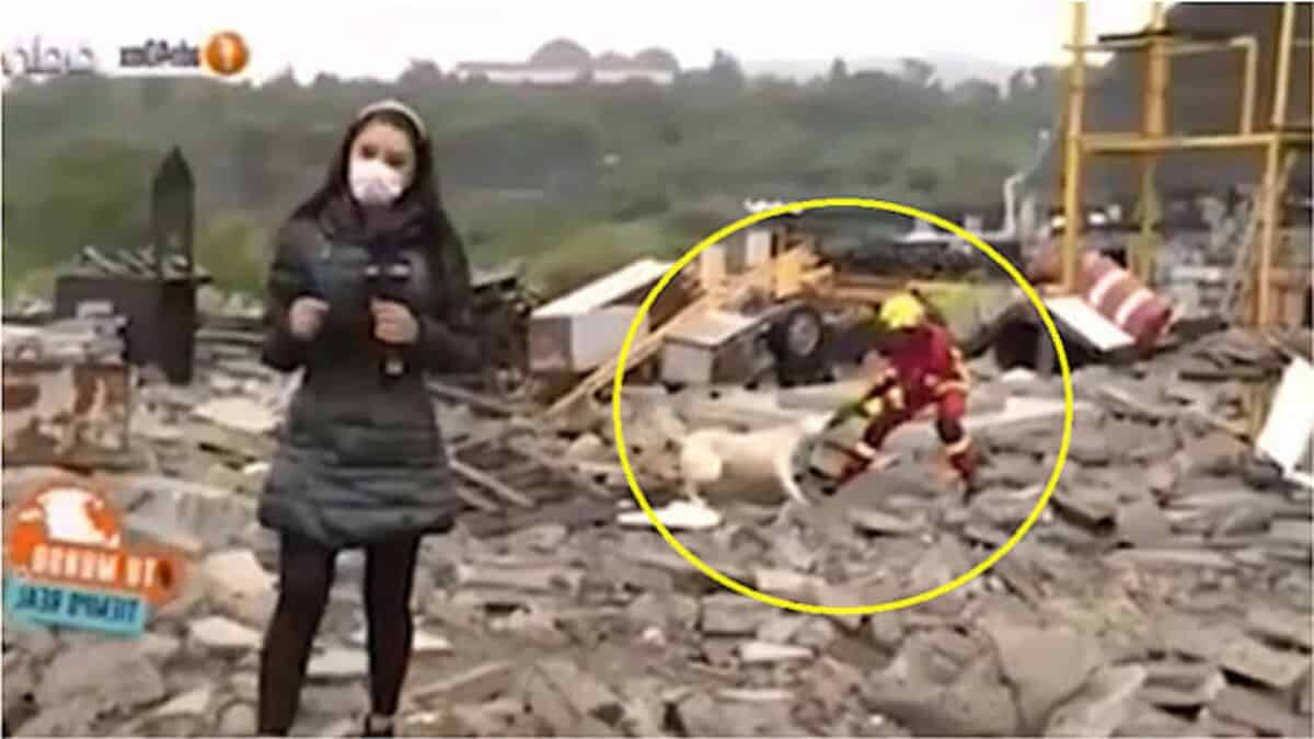 Perrito y bombero luchan por un trapo viejo