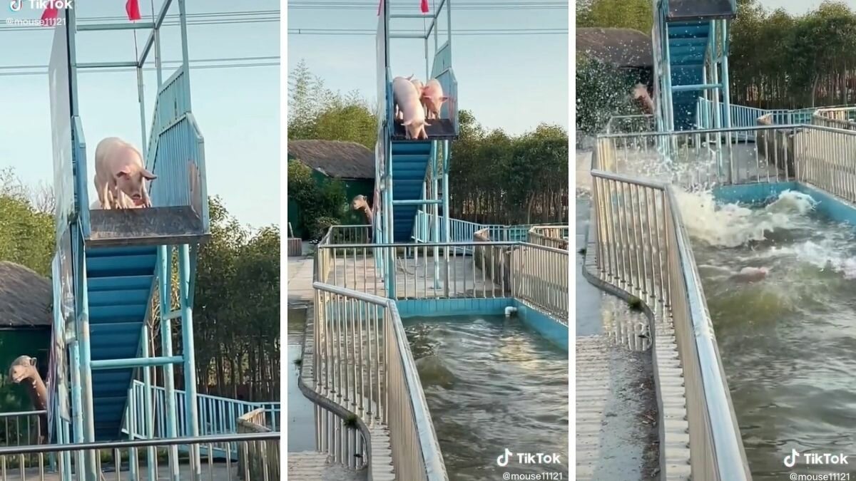 Puerquitos se lanzan de un trampolín para refrescarse