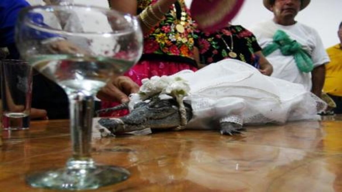 Alcande de Oaxaca se casa con un caimán