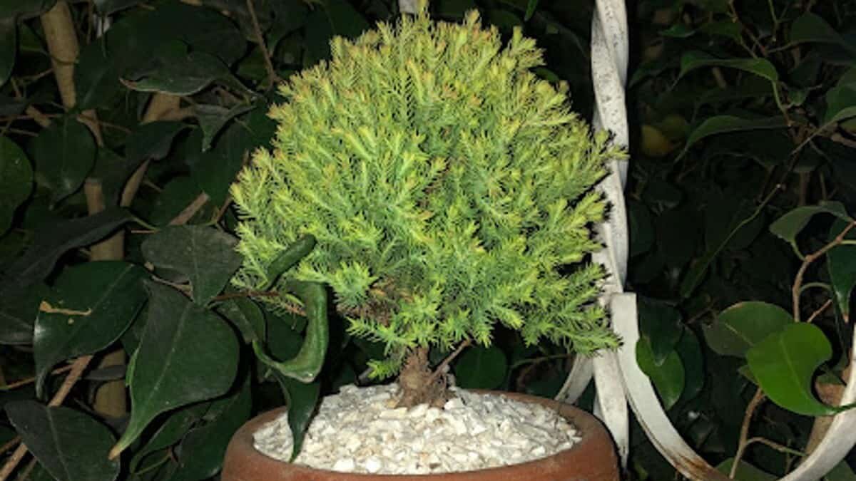 Conviértete en la señora de las plantas con estos 5 tips para elegir la mejor maceta