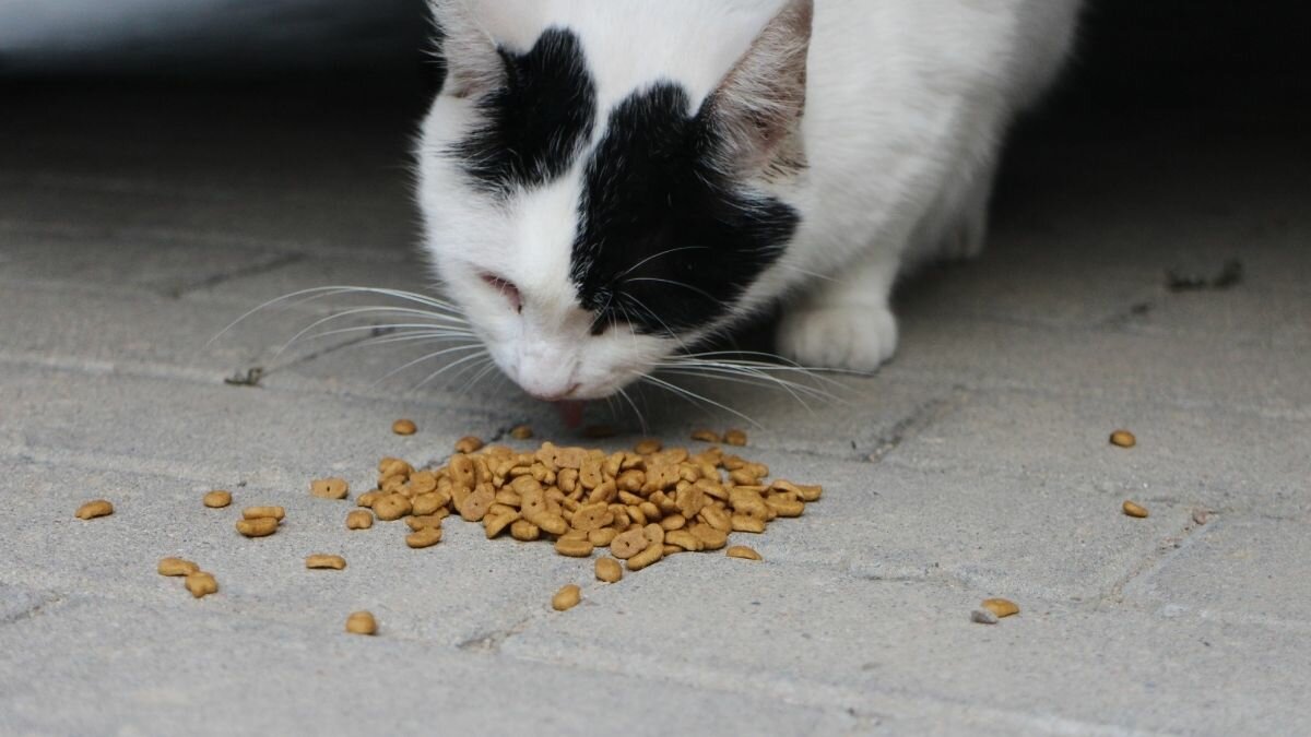 ¡Cuidado con tu michi! Estas marcas de comida para gato podrían dañarlo