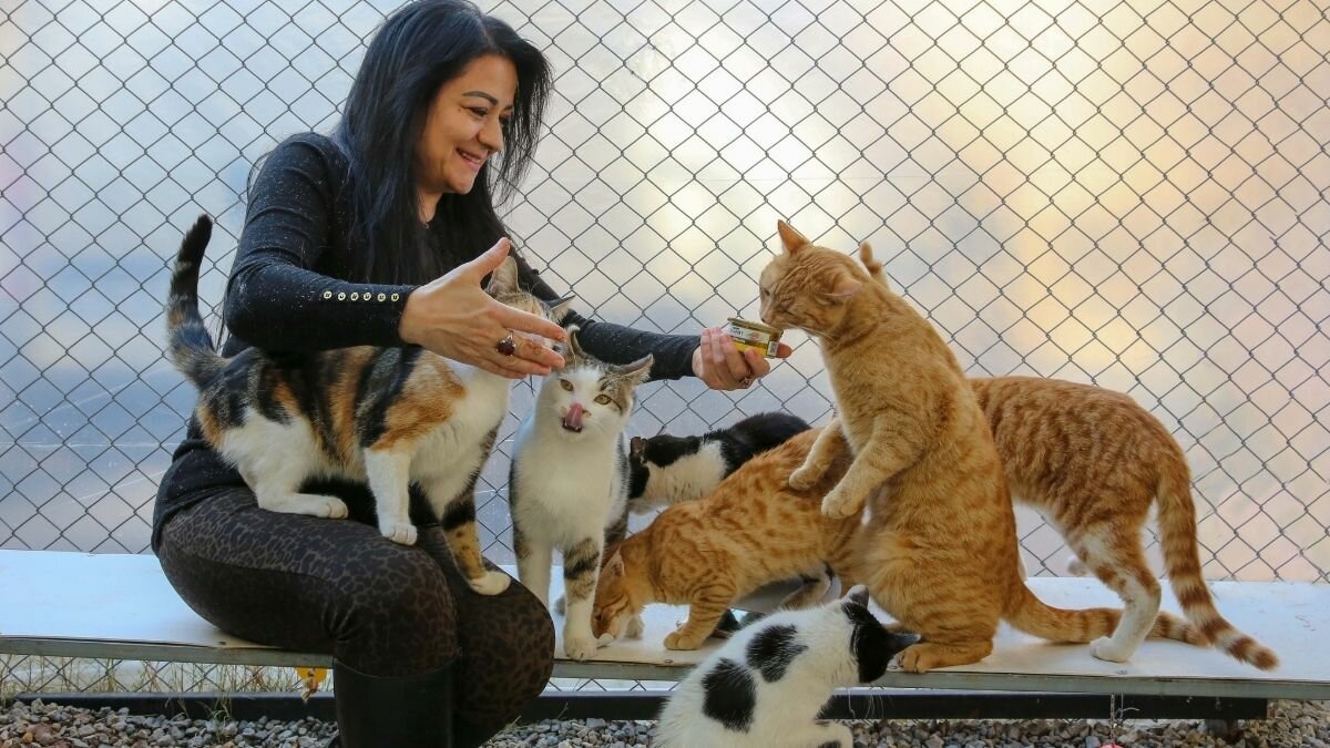 ¡Cuidado con tu michi! Estas marcas de comida para gato podrían dañarlo