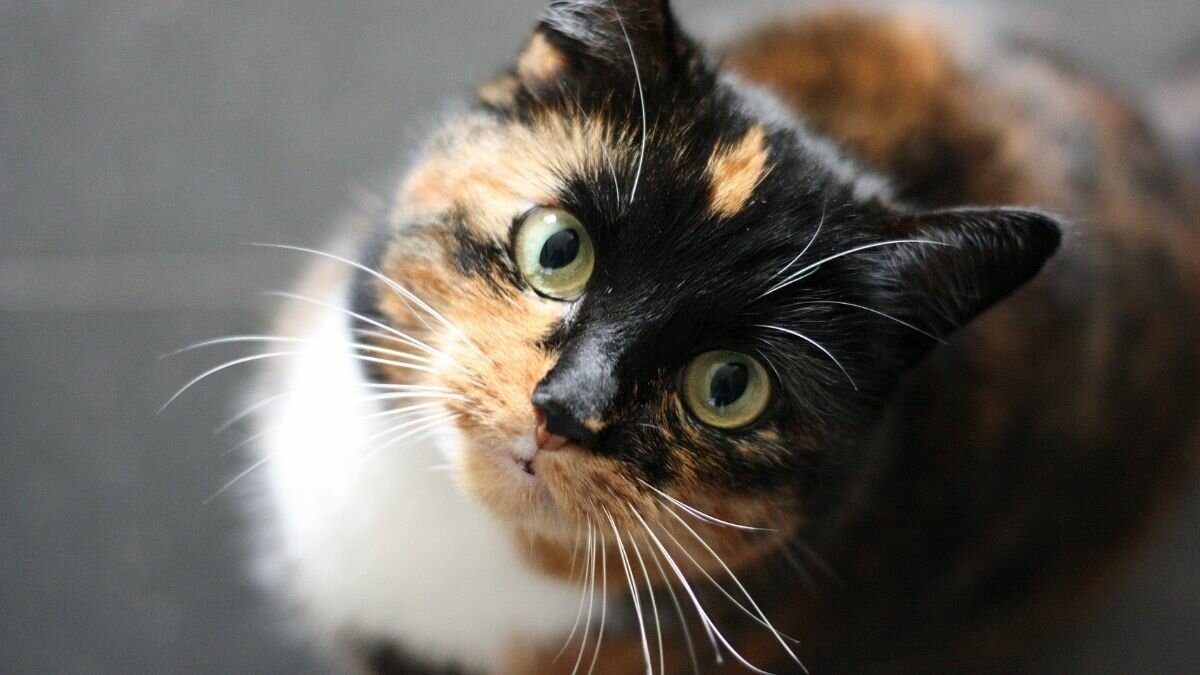¡Cuidado con tu michi! Estas marcas de comida para gato podrían dañarlo
