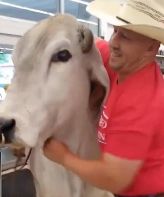 Hombre llega montado en un enorme toro al supermercado