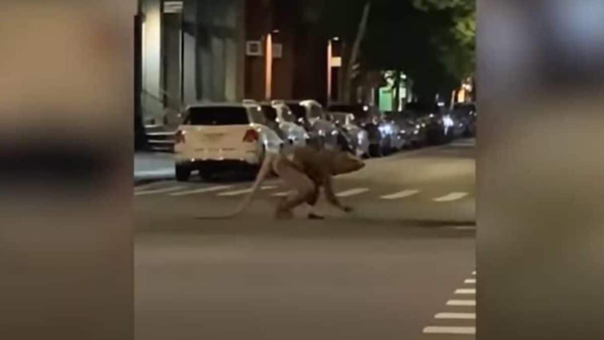 Captan a hombre rata cruzando calles de Nueva York (Video)