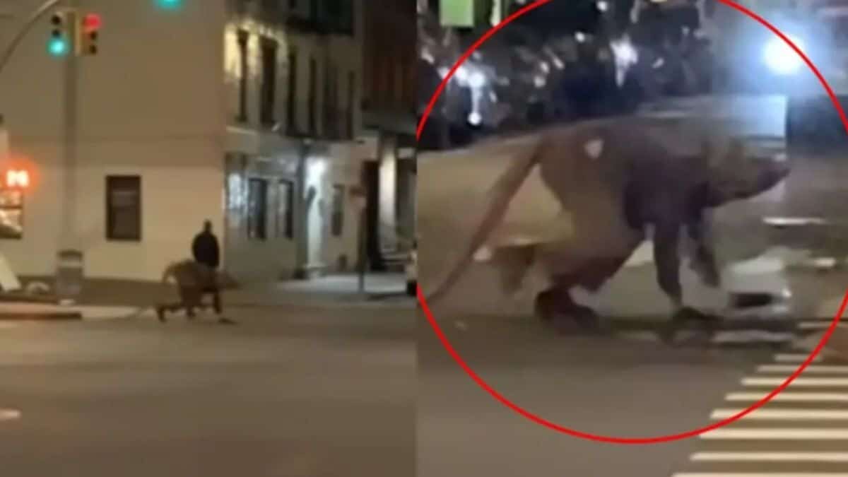 Captan a hombre rata cruzando calles de Nueva York (Video)