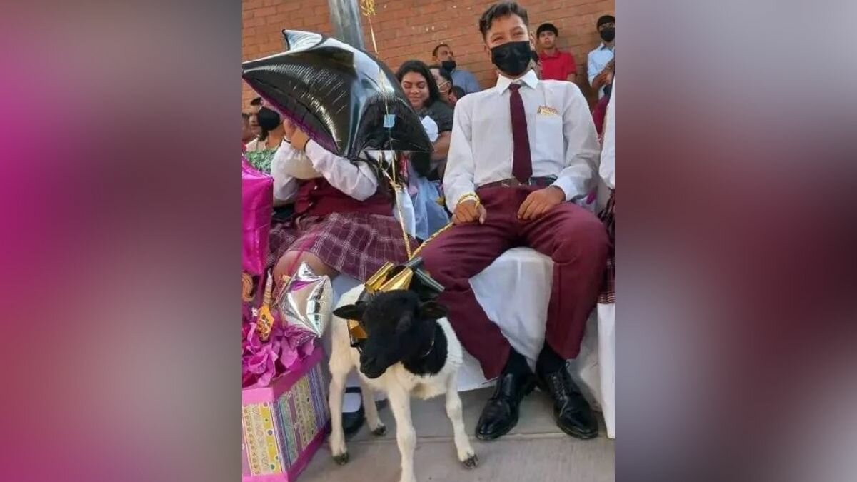 ¡Insólito! Regalan borrego a joven como premio por graduarse