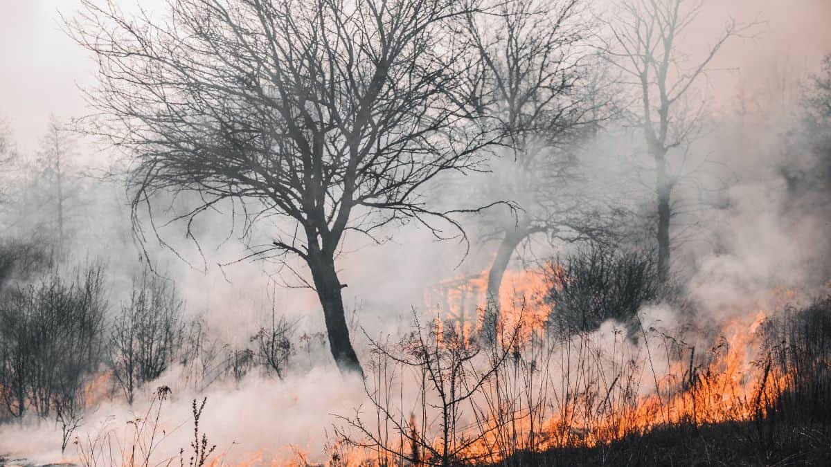 Así podrás ver los incendios que existen en todo el mundo en tiempo real