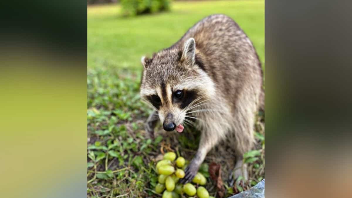 ¡Qué linda! Lleva mamá mapache a sus bebés a conocer a quién les alimenta