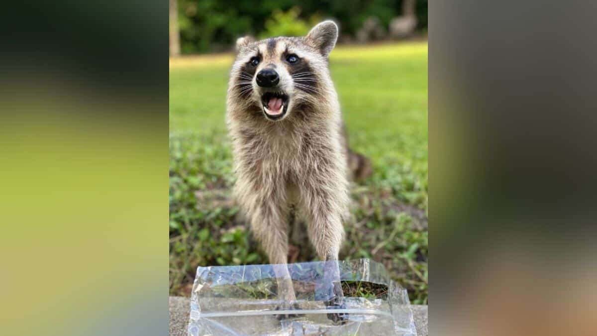 ¡Qué linda! Lleva mamá mapache a sus bebés a conocer a quién les alimenta