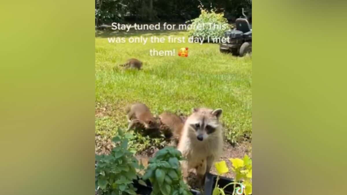 ¡Qué linda! Lleva mamá mapache a sus bebés a conocer a quién les alimenta