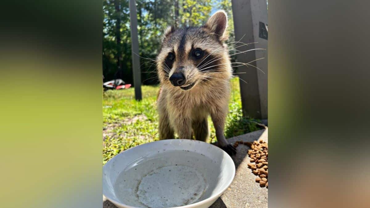 ¡Qué linda! Lleva mamá mapache a sus bebés a conocer a quién les alimenta