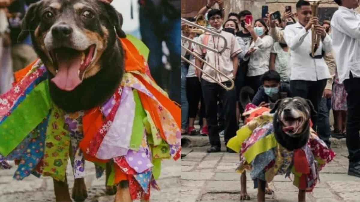 Reaparece 'Mazapán'; perrito que disfruta como nadie la Guelaguetza