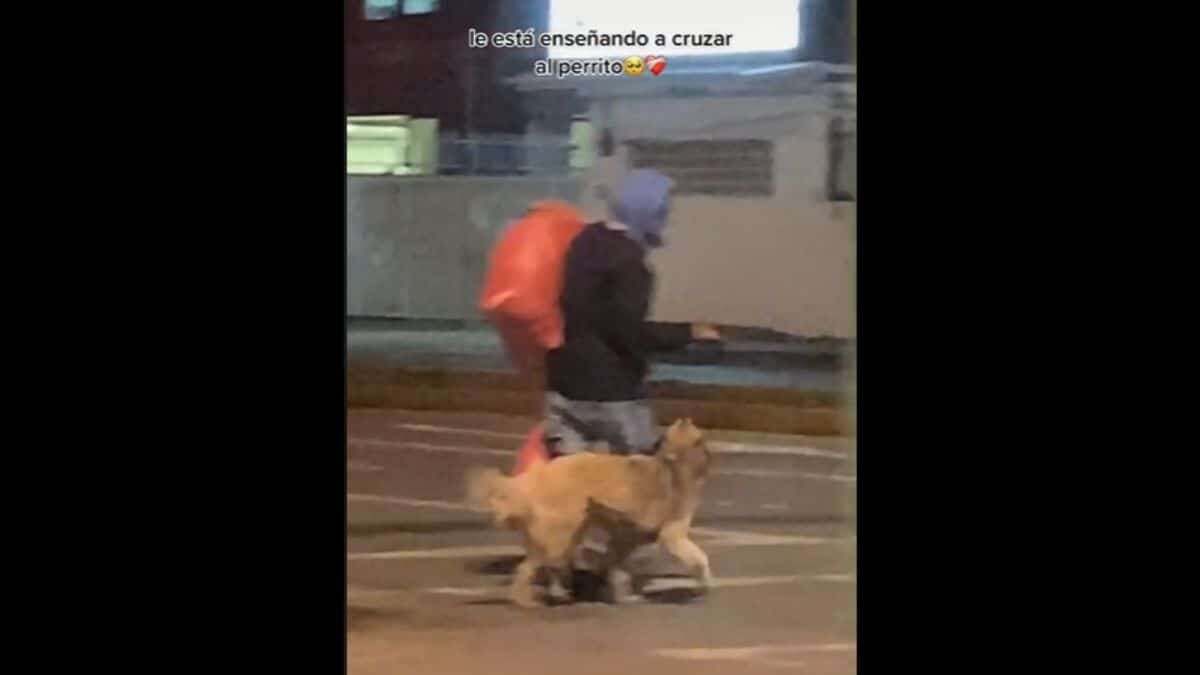 ¡Qué tierno! Indigente enseña a perrito cómo cruzar la calle (Video)