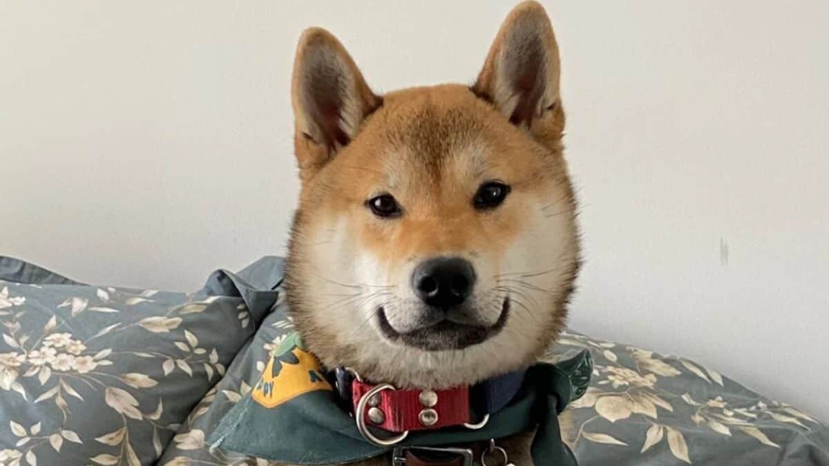 Mandan a su perrito de campamento, se los regresan en una urna