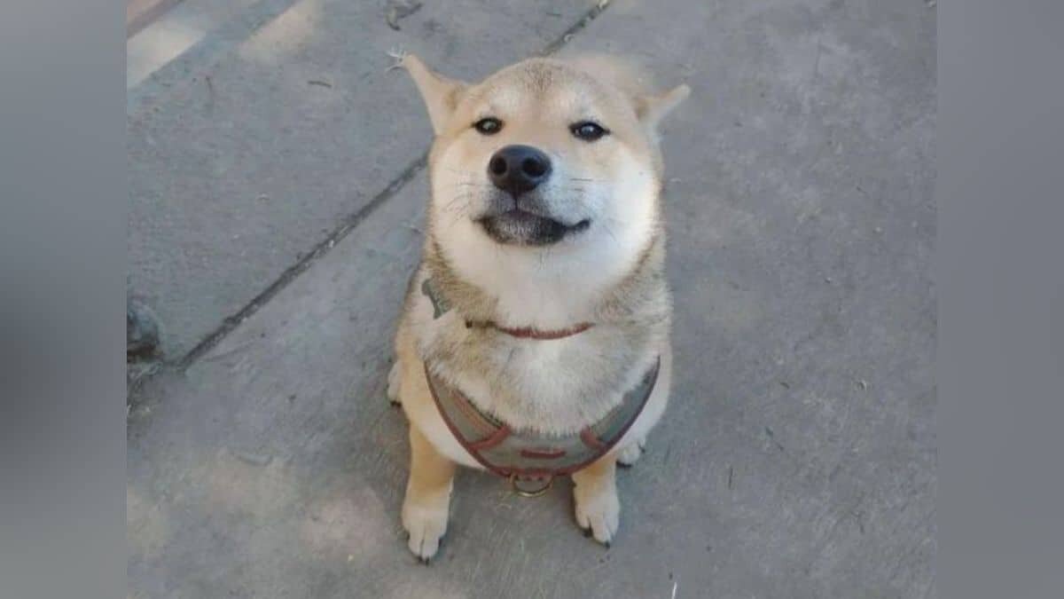 Mandan a su perrito de campamento, se los regresan en una urna