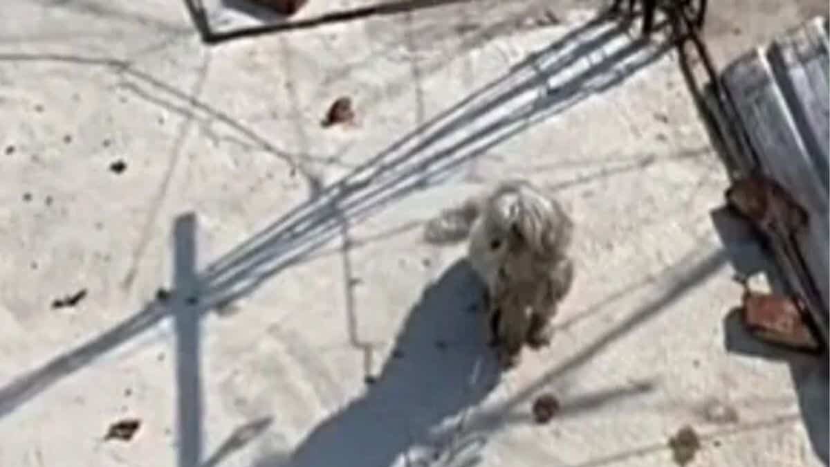 Conmueve joven al rescatar perrito maltratado por sus vecinos (Video)