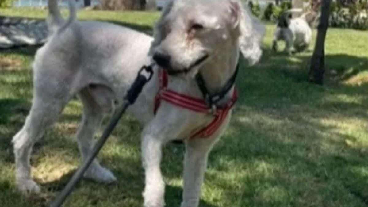 Conmueve joven al rescatar perrito maltratado por sus vecinos (Video)