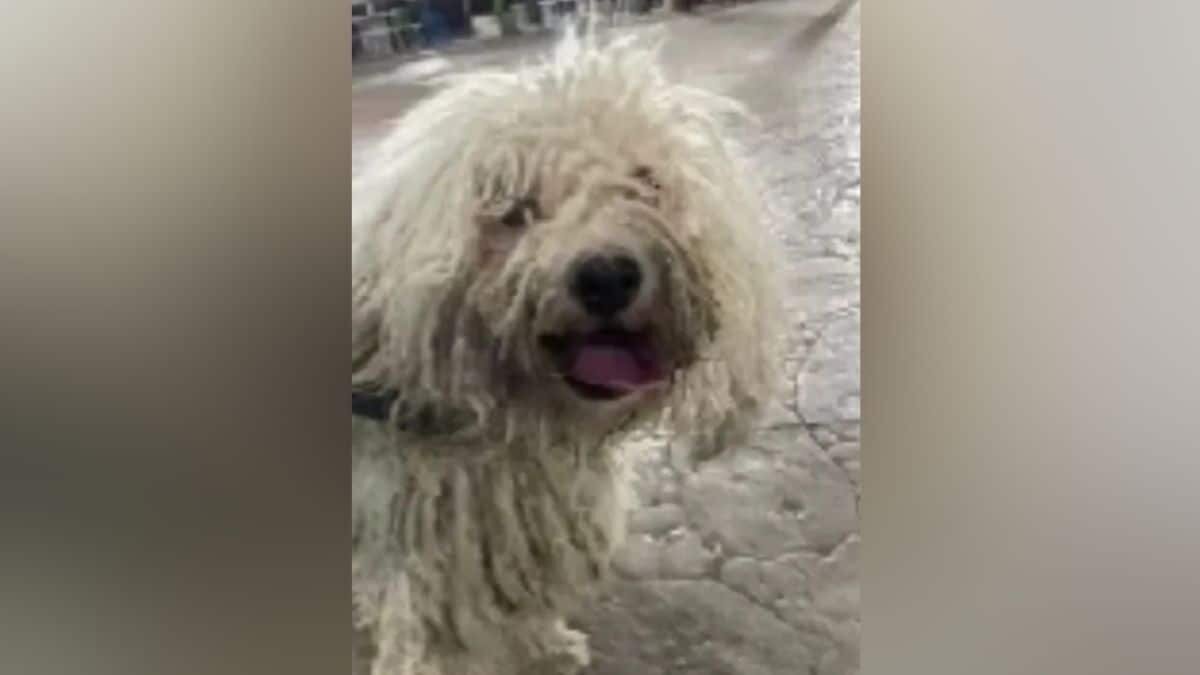 Conmueve joven al rescatar perrito maltratado por sus vecinos (Video)