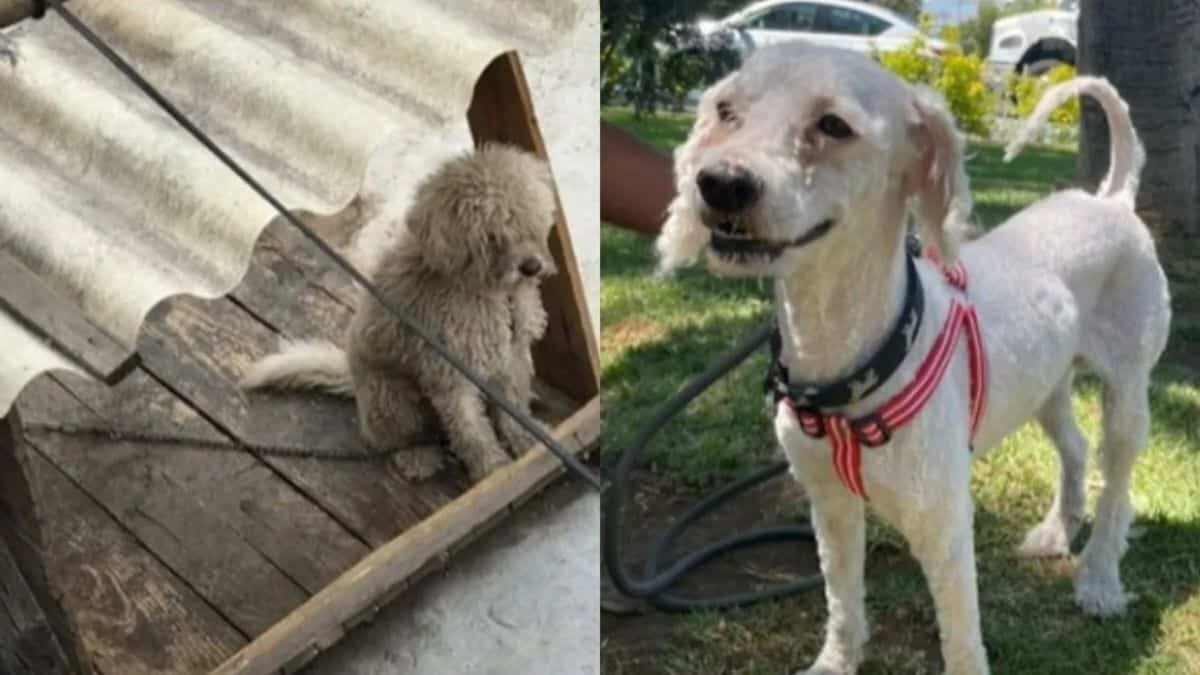 Conmueve joven al rescatar perrito maltratado por sus vecinos (Video)