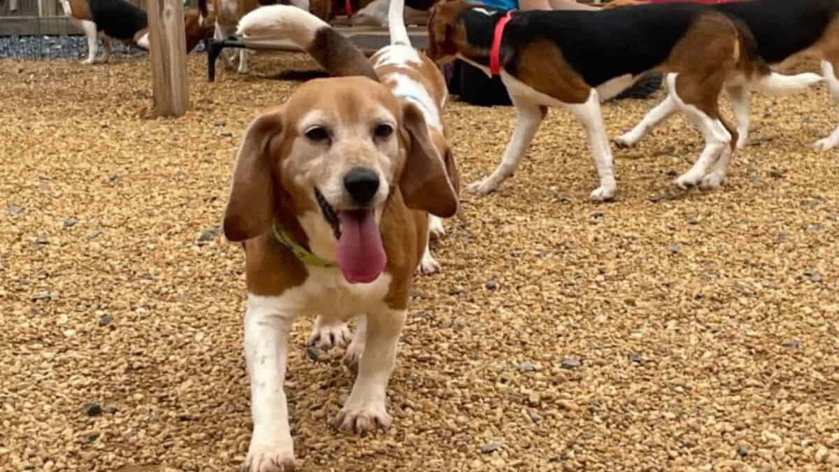 Buscan hogar para mil perritos rescatados de un criadero