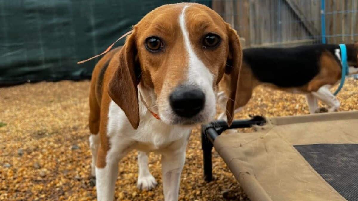 Buscan hogar para mil perritos rescatados de un criadero