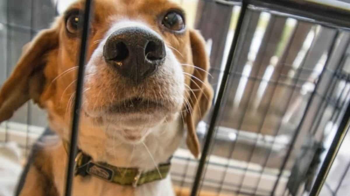 Buscan hogar para mil perritos rescatados de un criadero