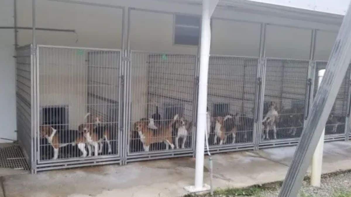 Buscan hogar para mil perritos rescatados de un criadero
