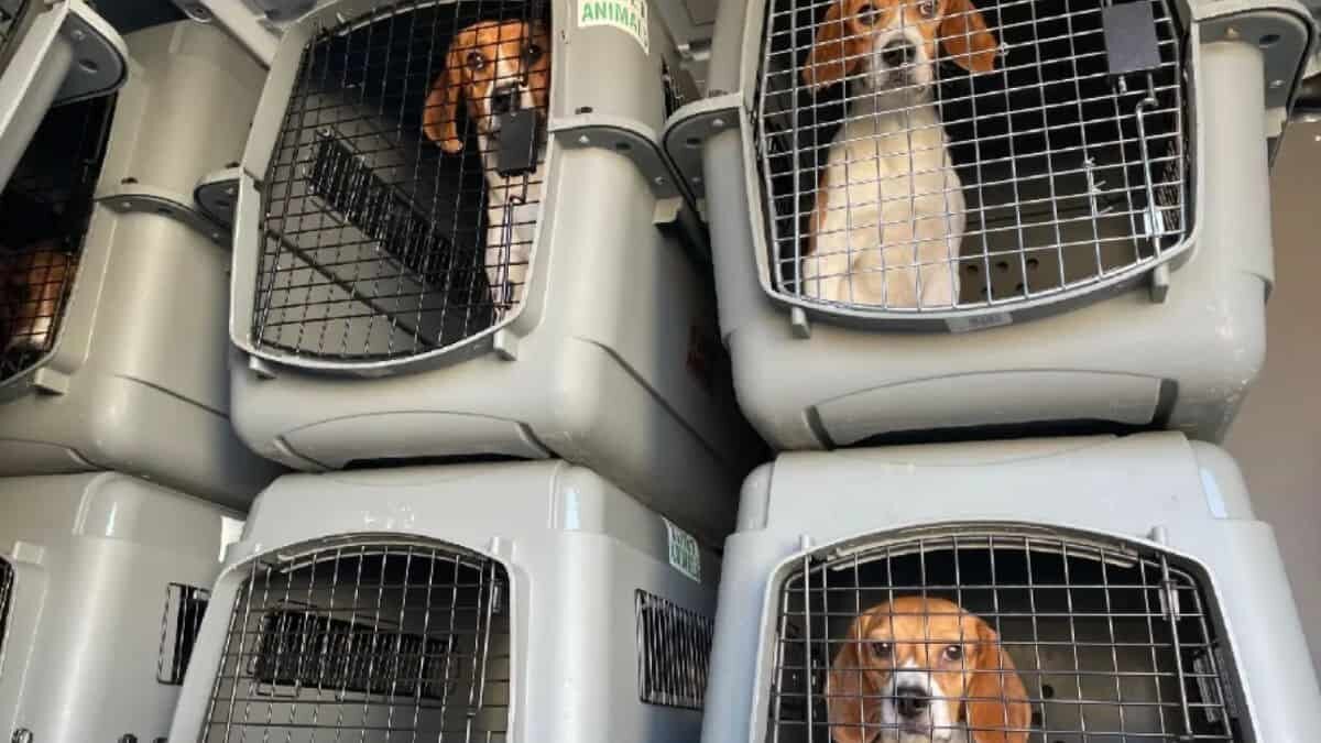 Buscan hogar para mil perritos rescatados de un criadero