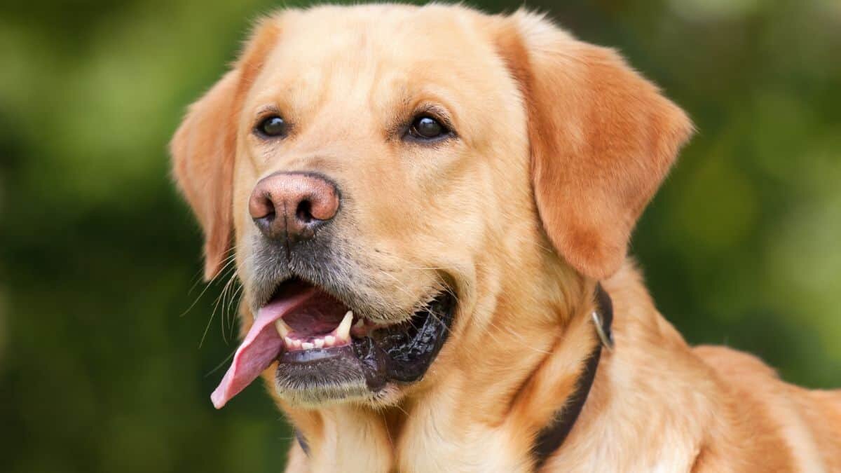Preocupa la tenencia de perros en México; suben precios en sus alimentos