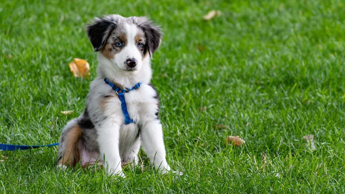 Preocupa la tenencia de perros en México; suben precios en sus alimentos