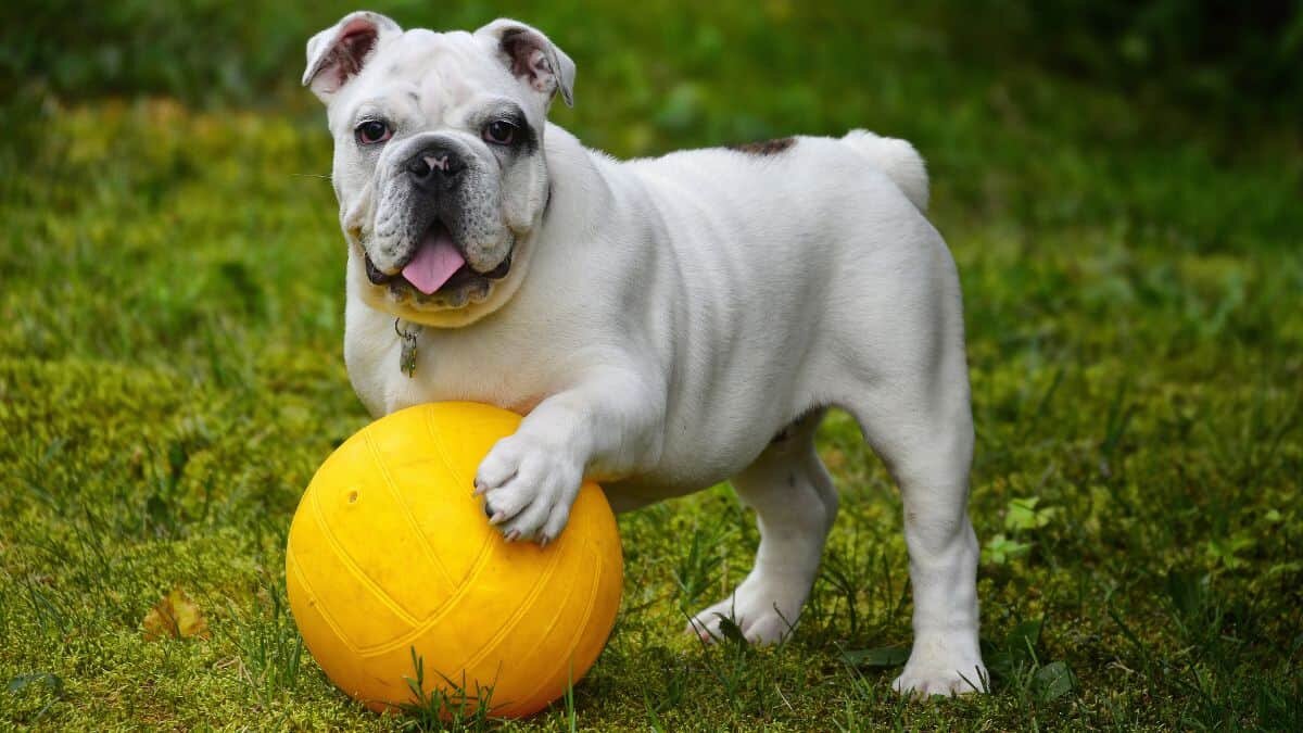 Preocupa la tenencia de perros en México; suben precios en sus alimentos