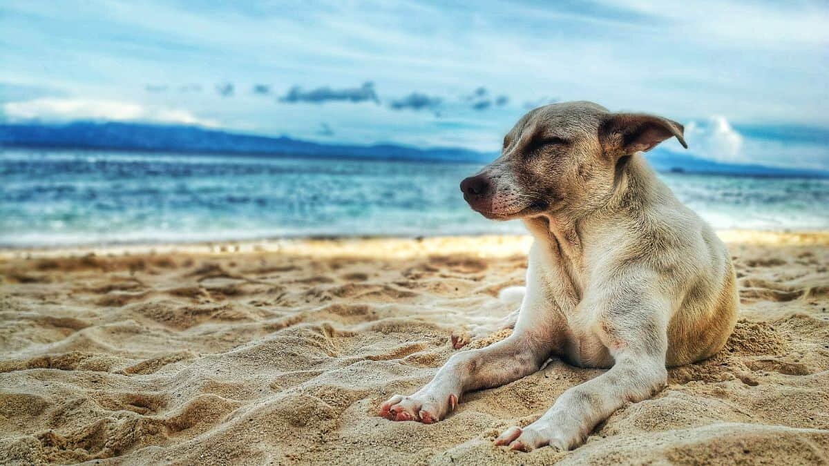 Preocupa la tenencia de perros en México; suben precios en sus alimentos
