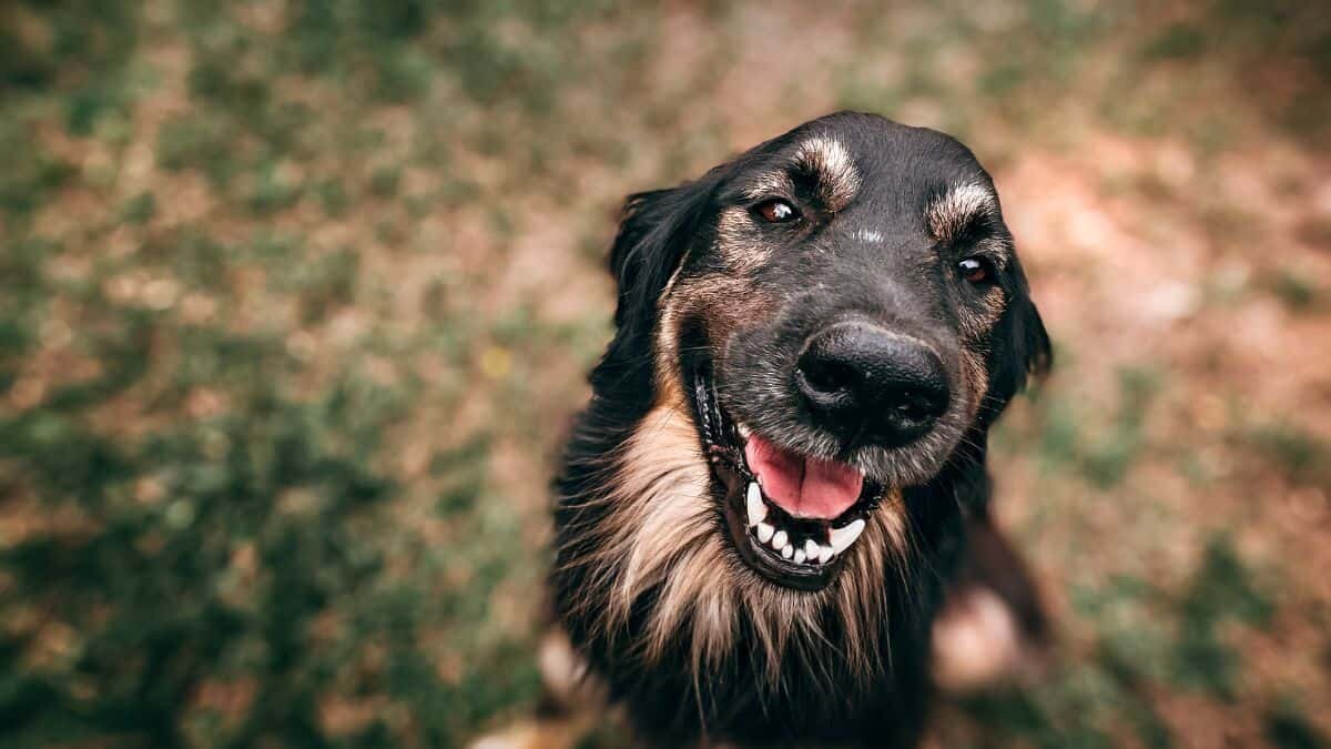 Preocupa la tenencia de perros en México; suben precios en sus alimentos