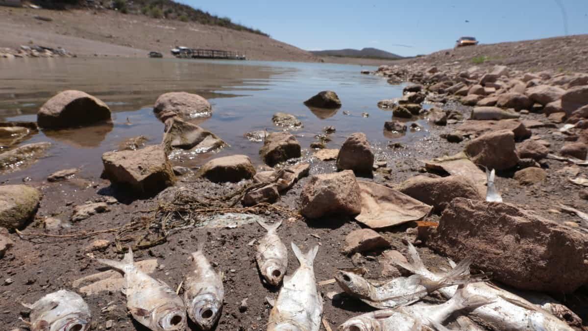 El 95.5 por ciento de los municipios de Chihuahua sufren los estragos de la sequía